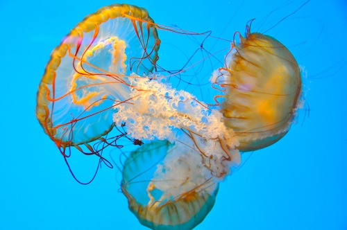 Underwater species