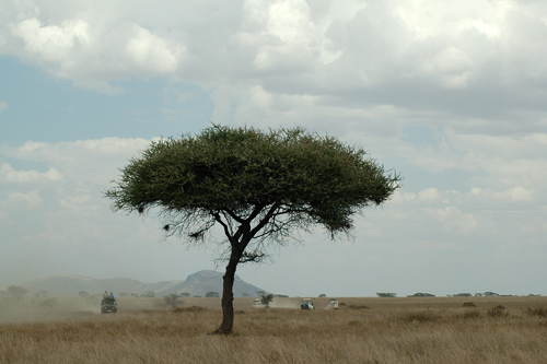 My safari trip in Tanzania, Africa