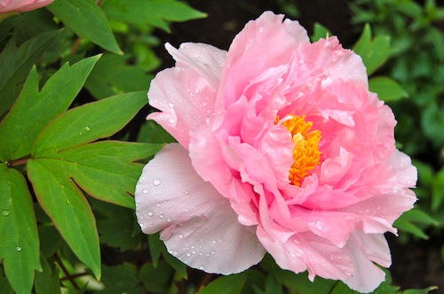 Japanese peony