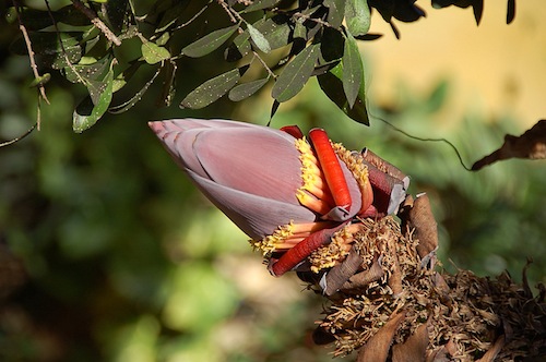 Banana Flower