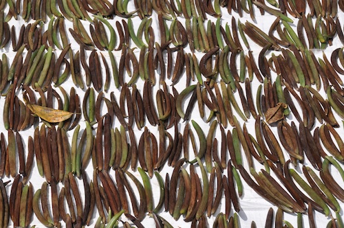 Vanilla beans