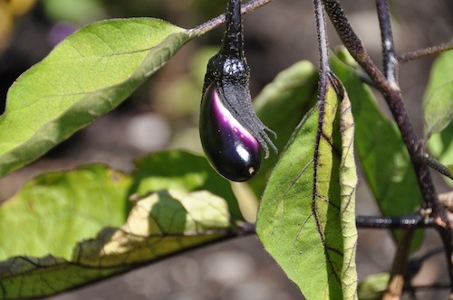 The perfect eggplant