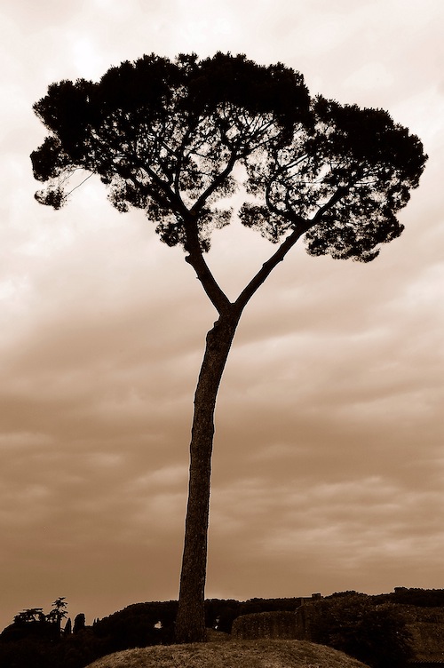 Tree in sepia