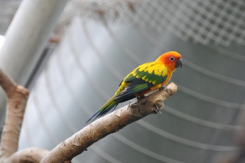 Colorful Bird