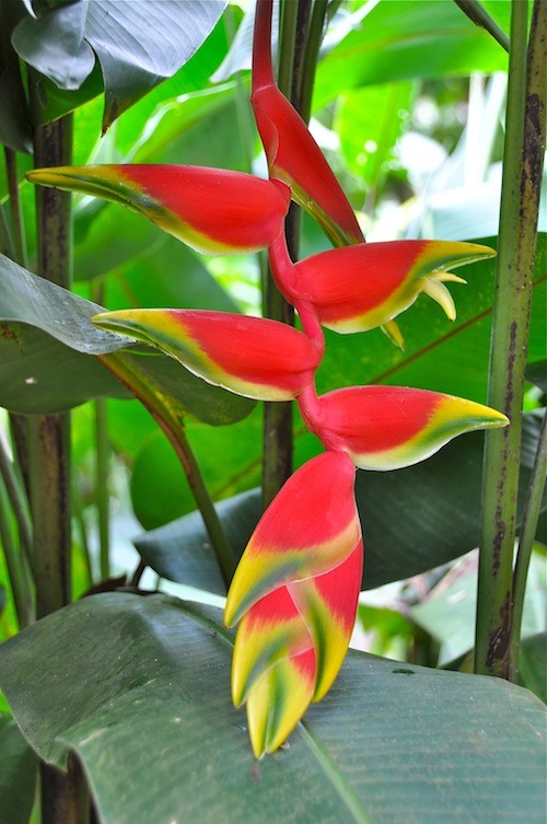 False bird of paradise