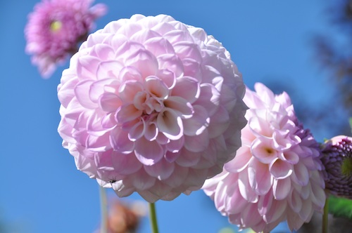 Perfect Pink Dahlia
