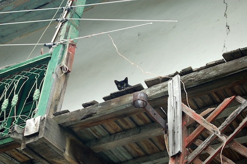 Black Cat